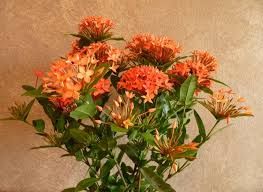 Ixora (mudas)