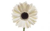 Gerbera Matine