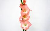 Gladiolo Rose Supreme (palma)