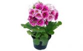 Primula