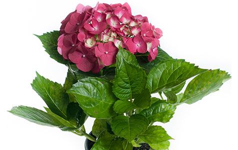 Hortensia Pote 15