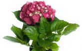 Hortensia Pote 15
