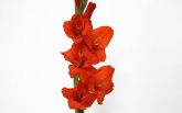 Gladiolo Red Beauty (Palma)