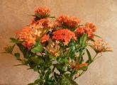 Ixora (mudas)