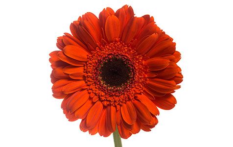 Gerbera Terra Marisa