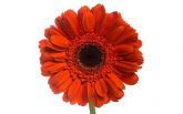 Gerbera Terra Marisa