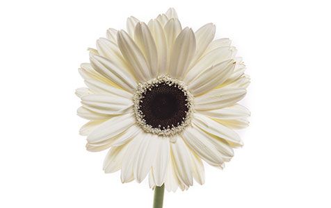 Gerbera Matine