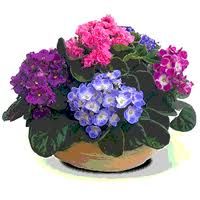 Violetas P11