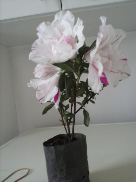 Azaleias (mudas) saco